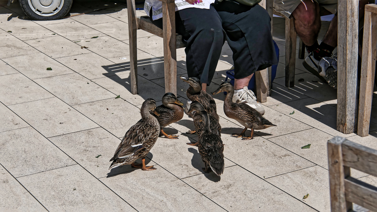 20260720-133337•Castle & Gardens•Alnwick•Northumbria•UK (ENG)